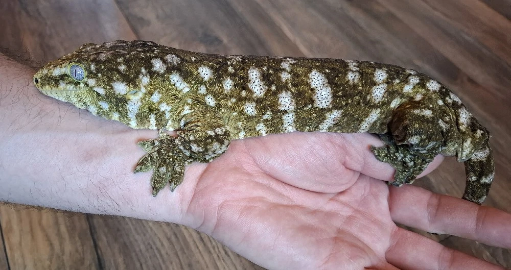 Rhacodactylus Leachianus 1.0 Friedel Mt. Koghis  #2