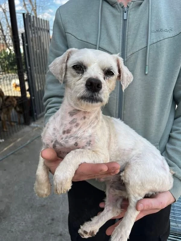 Malteser-Hündin Betty sucht ihr Für-immer-Zuhause