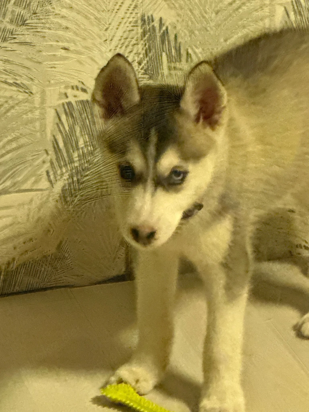 Husky Huendin, Kira, 7 Monate alt ,kerngesund !