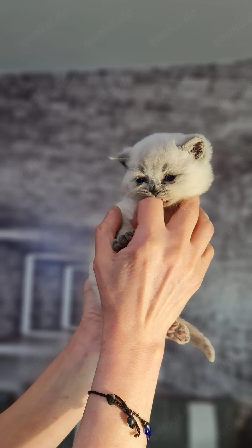 BKH Kitten