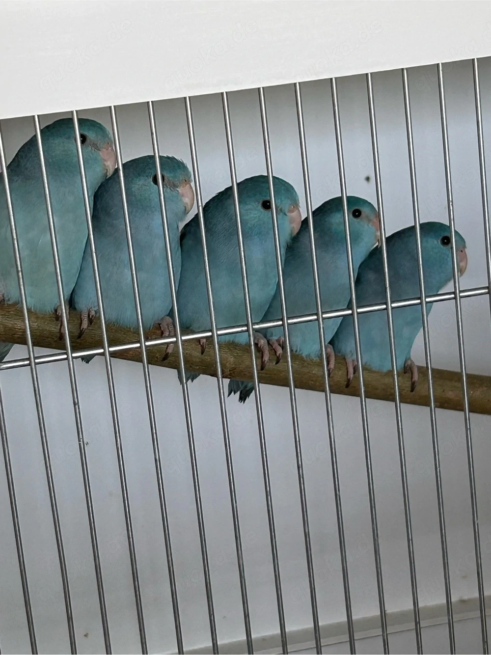 Zur Abgabe: junge Sperlingspapageien