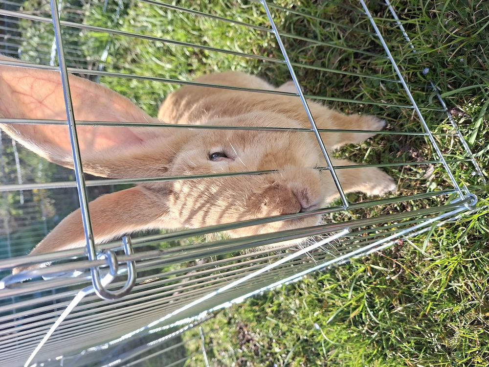 Deutscher Riese Mix Hase 