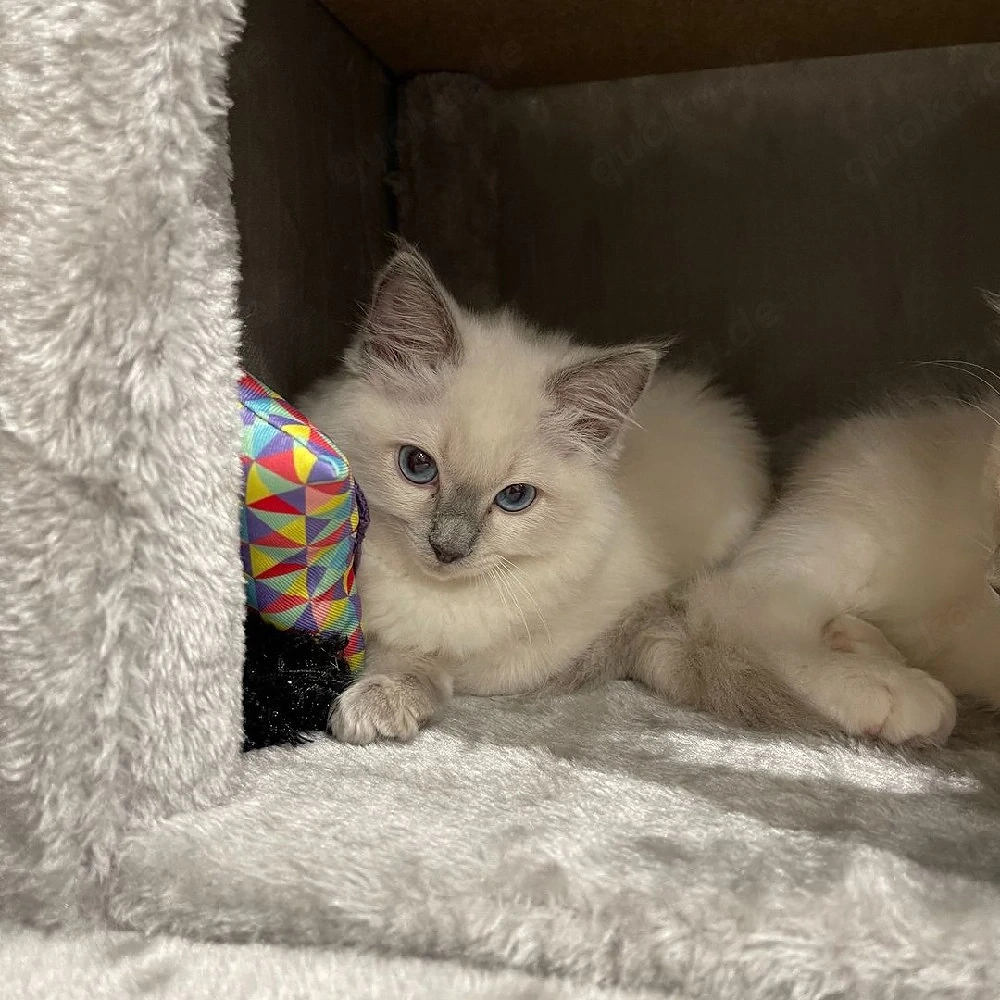 Ragdoll-Kätzchen zu verkaufen.