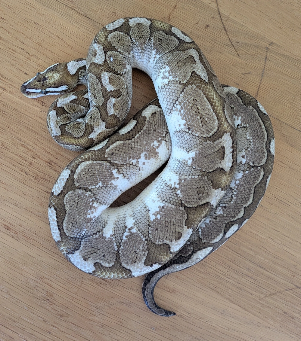 0.1 Bamboo? Königspython, Python Regius