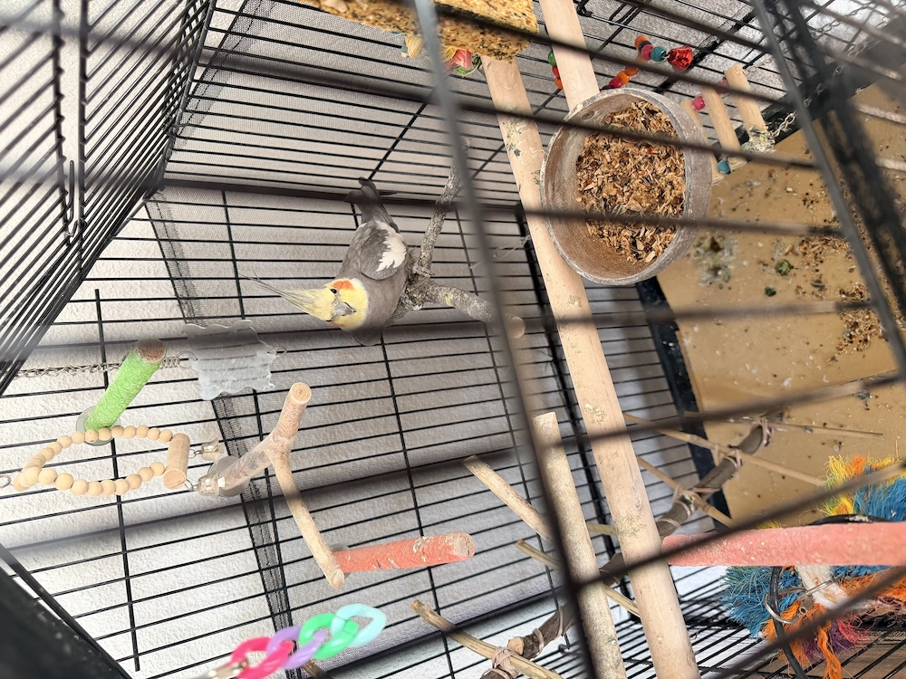 Nymphensittich mit Käfig 