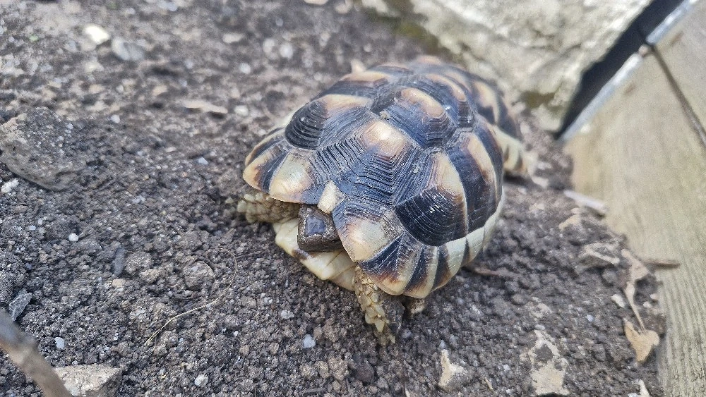 Nachzucht Breitrand Landschildkröten