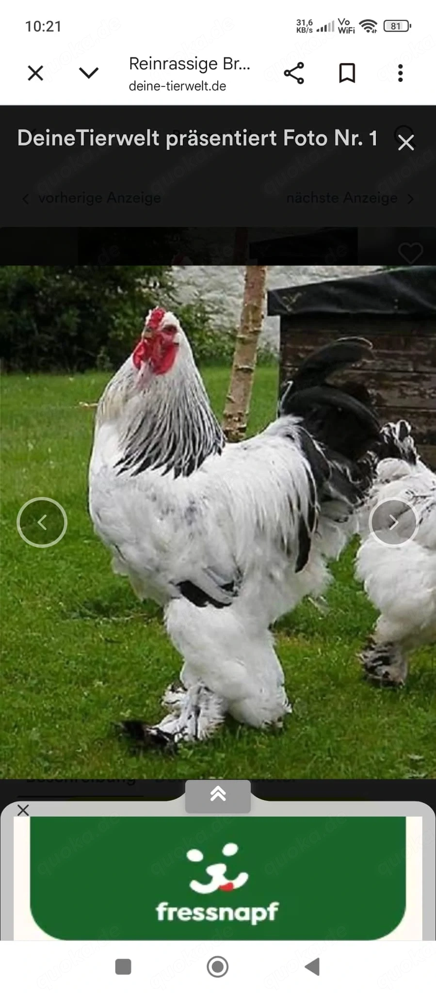 Reinrassige Brahmer Küken 