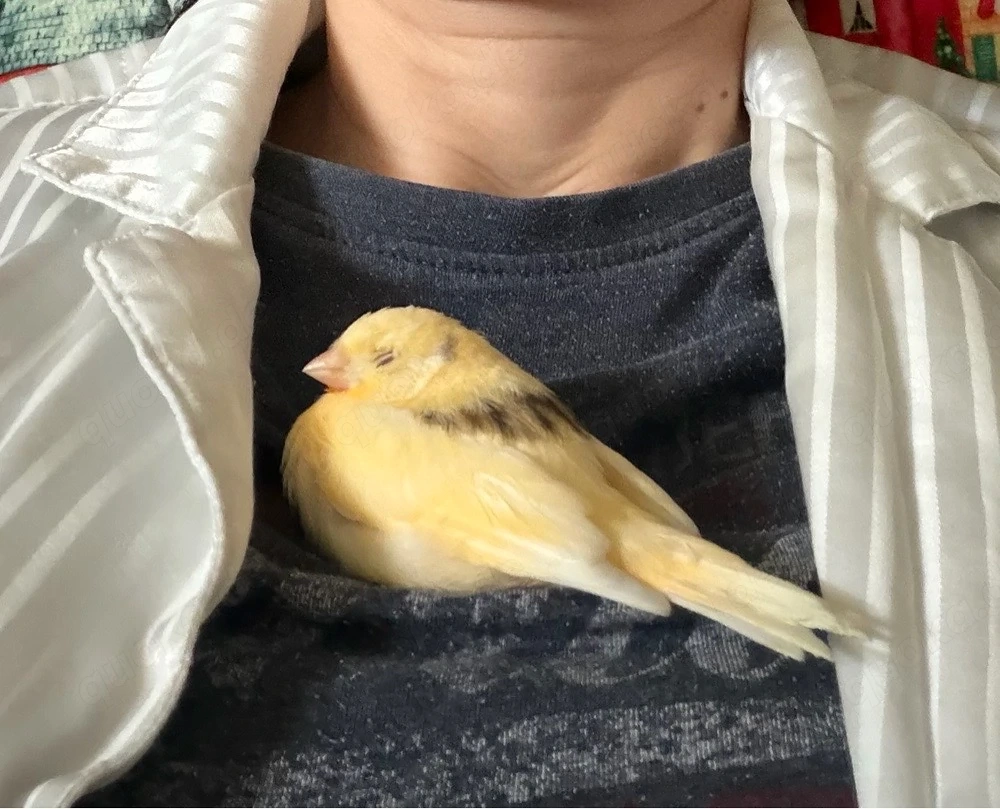 Kanarienvogel sehr Zahm