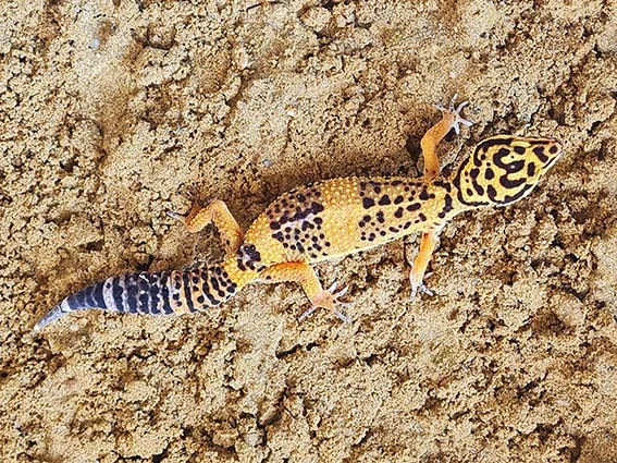 Leopardgecko-Weibchen
