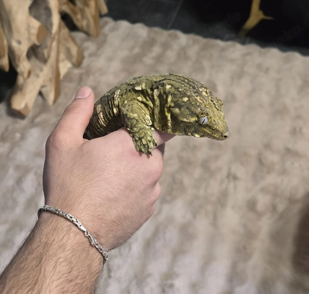 rhacodactylus leachianus 1.0