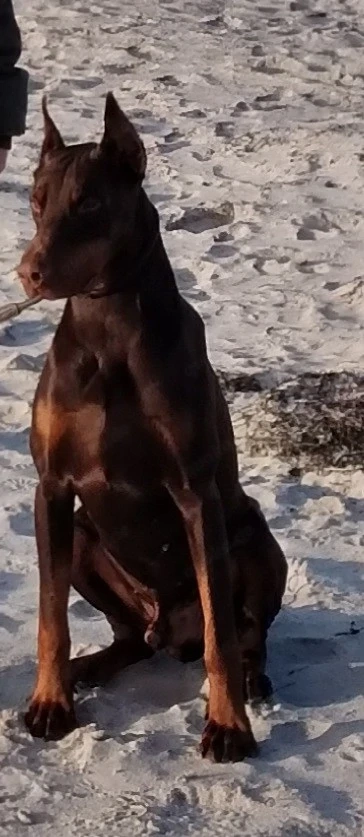 Dobermann Deckrüde