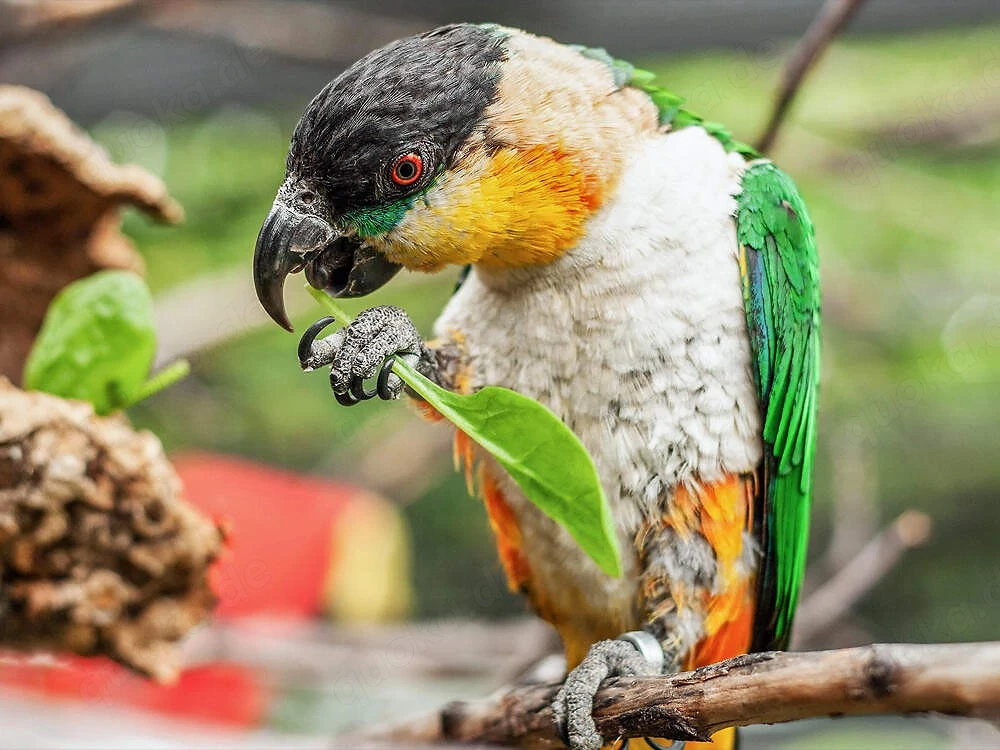 Suche Papagei paar Vogel 1.1