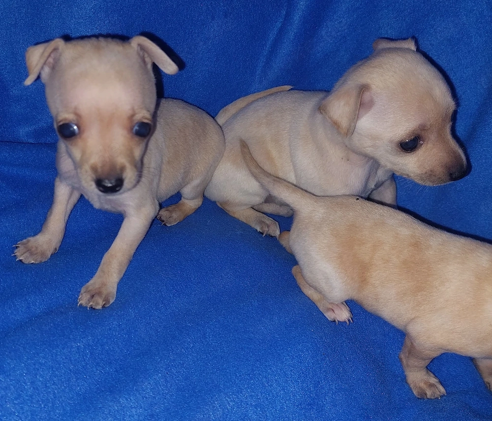 Prager Rattler suchen ein Zuhause 
