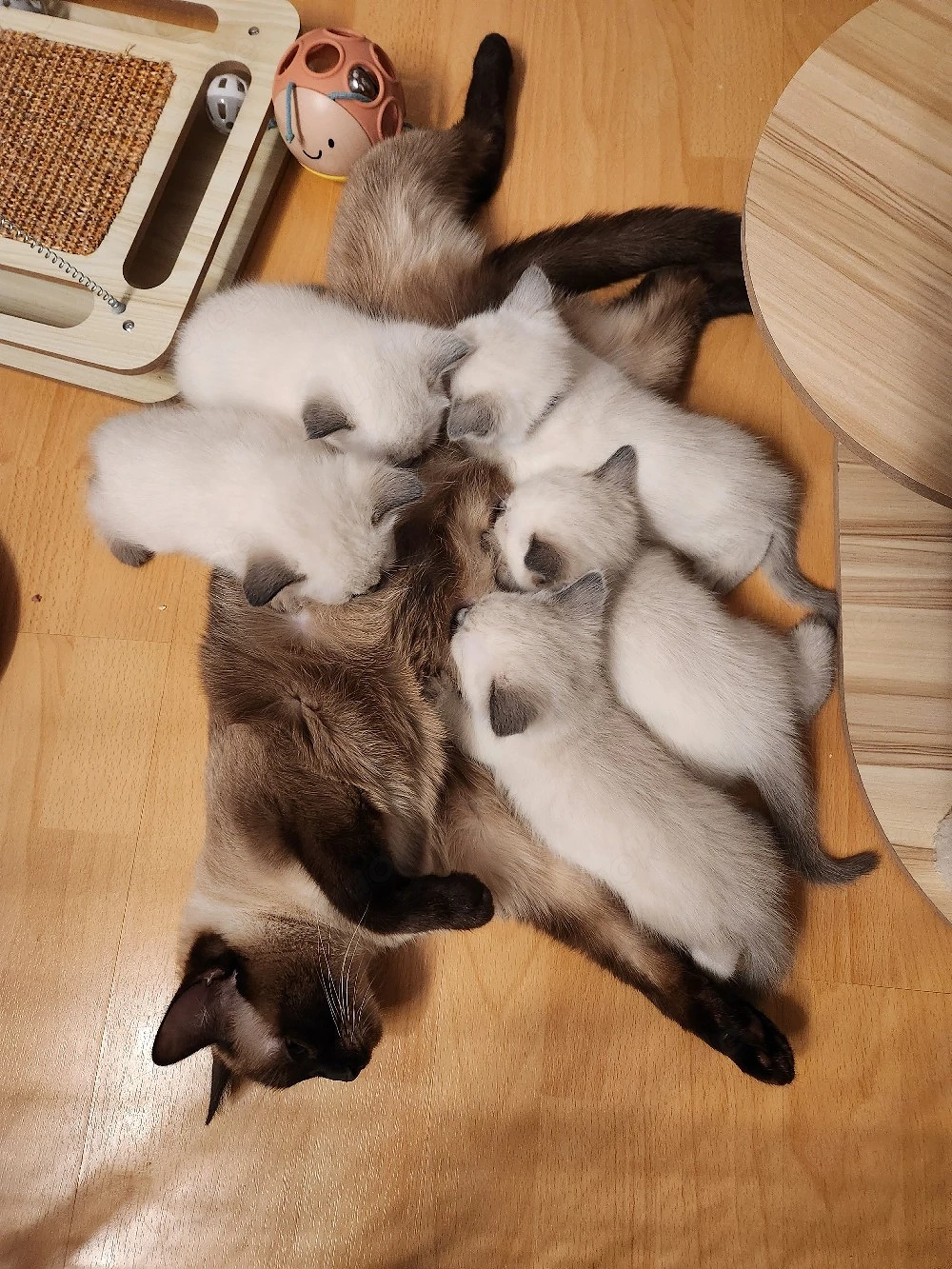 Siam Kitten nur noch 1 Junge (hellblau) und 1 Mädchen (gelb)