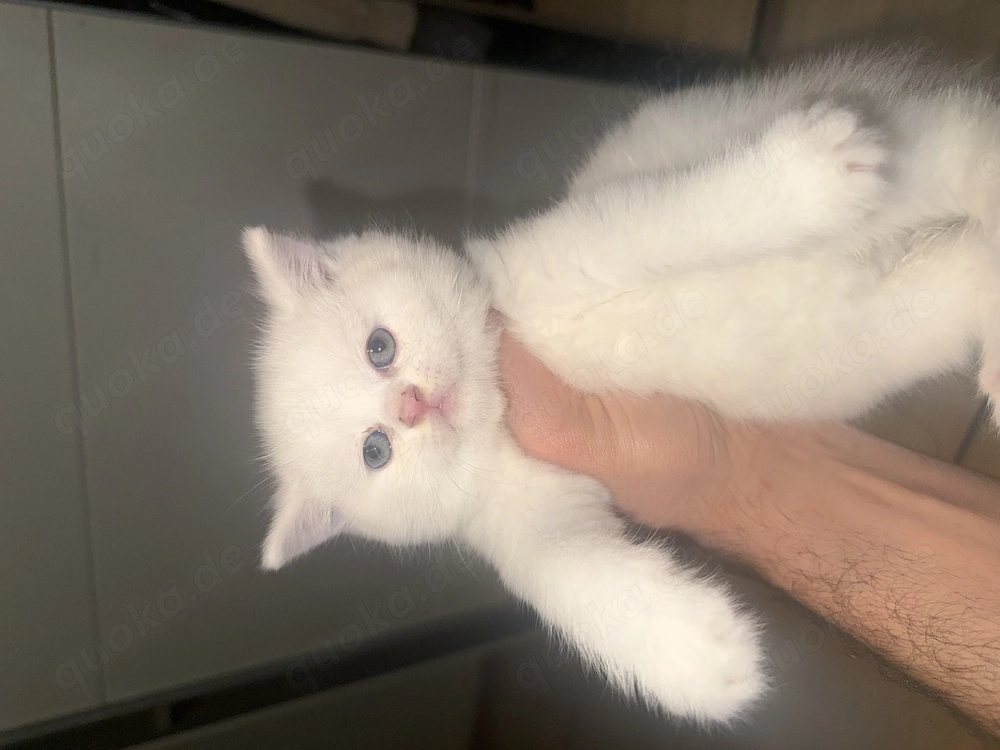 Britisch kurzhaare jungkatze