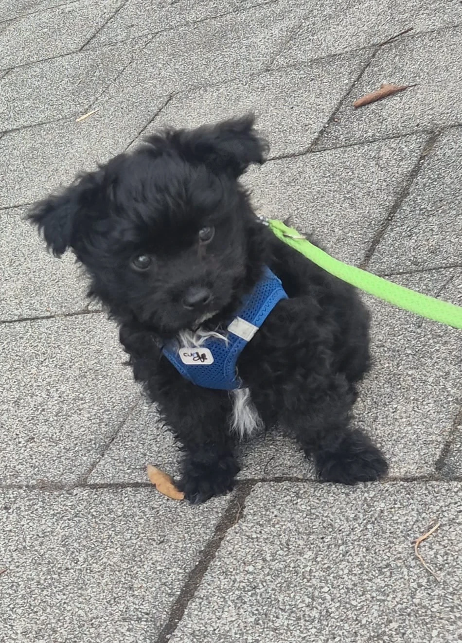 Pudel- Chihuahua Mix  Chipoo , männlich, 10 Wochen, entwurmt