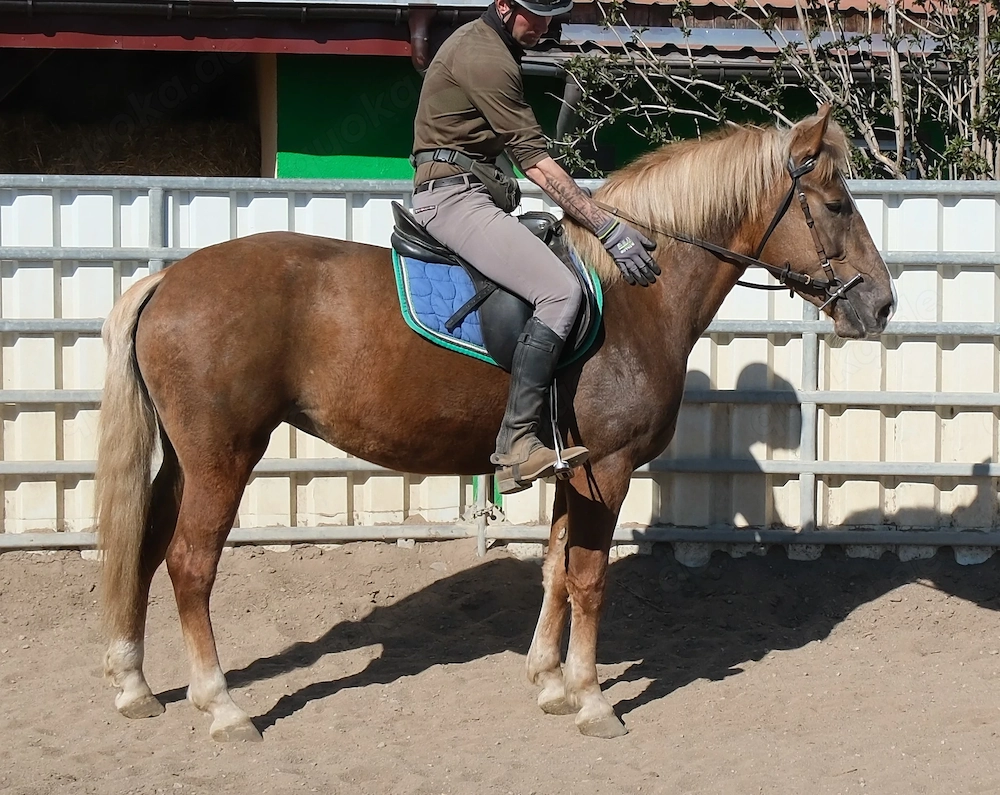 Nette kleine Warmblutstute