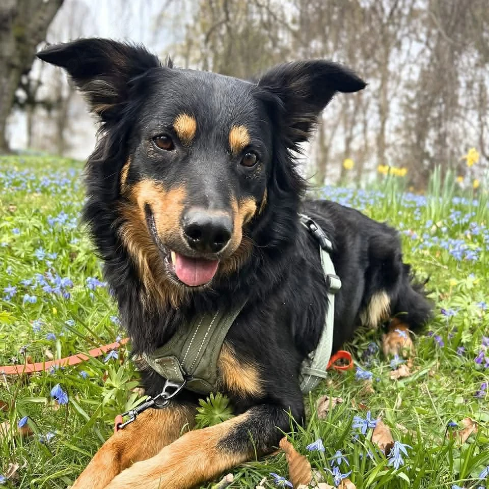 Schnuffi - ist energiegeladen 