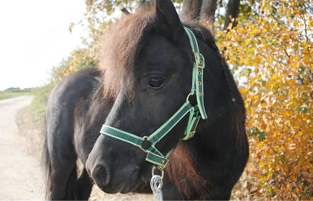 Shetlandpony