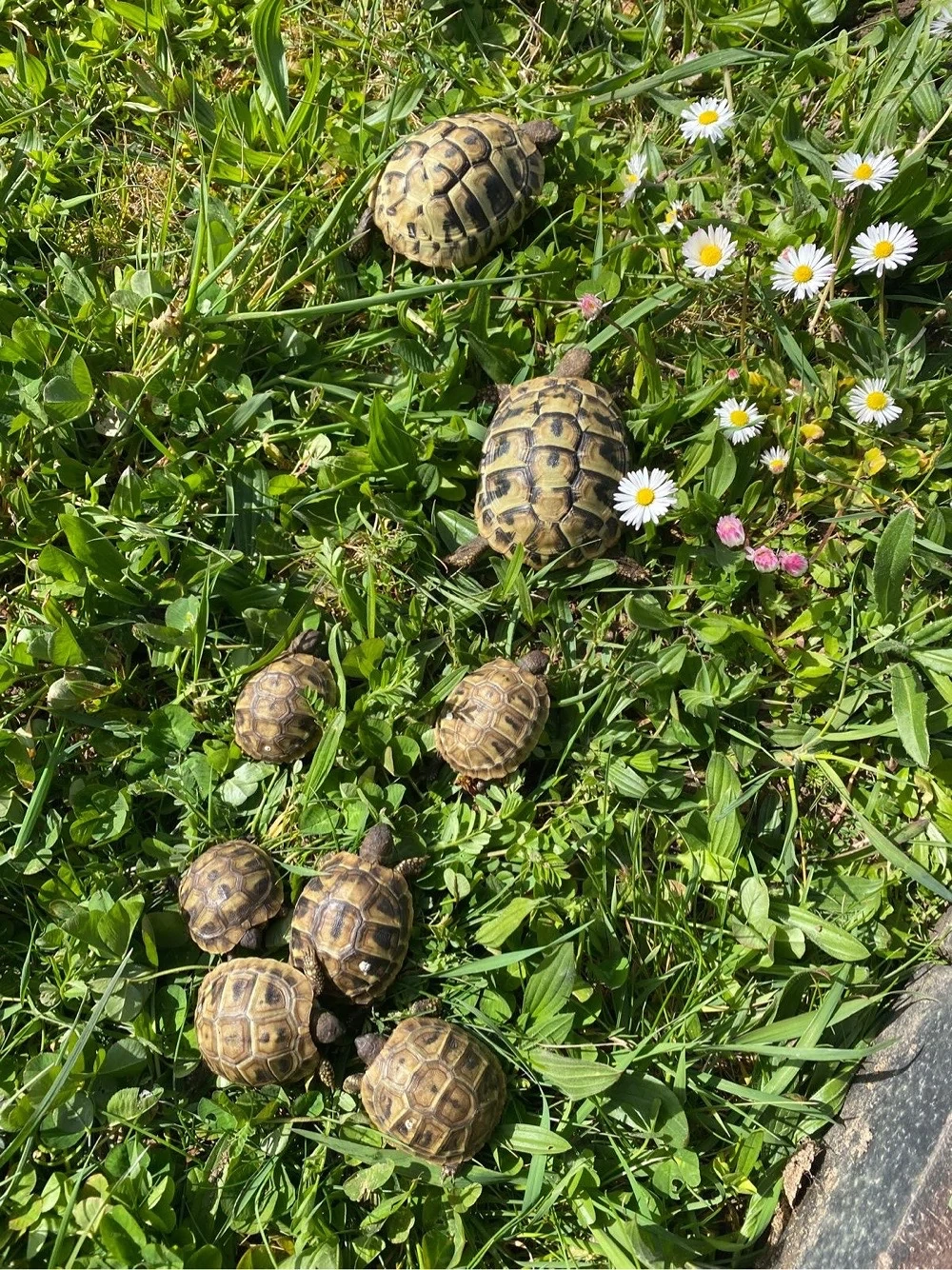 Griechische Landschildkröten
