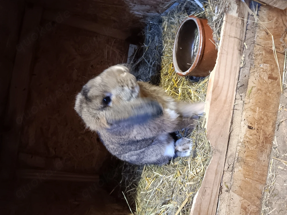 Kleinwidder Bock abzugeben