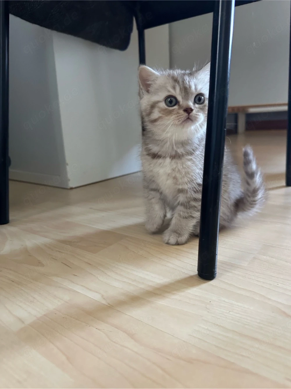 Reinrassige British Kurzhaar Katzen