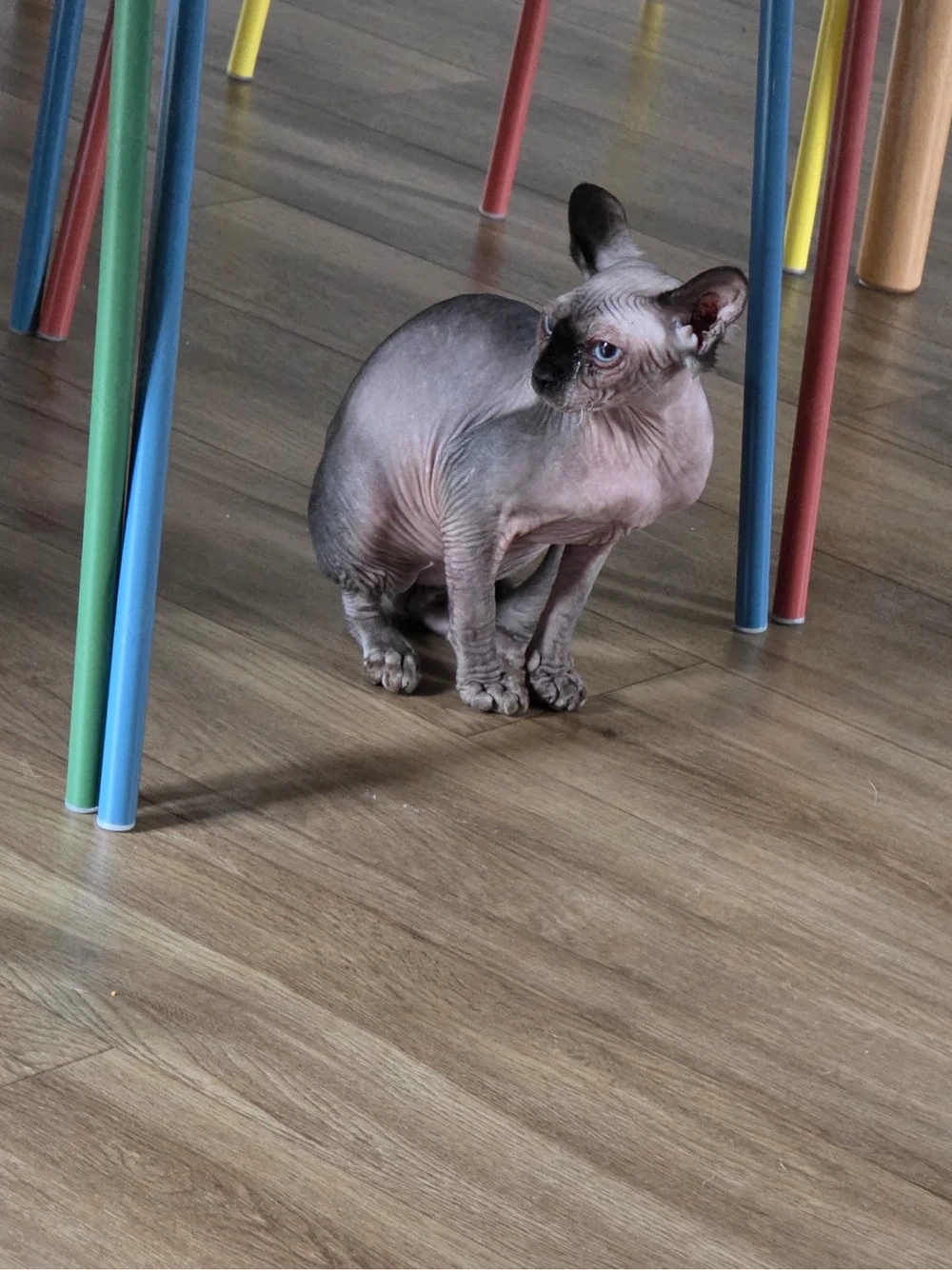 Sphynx-Katze sucht ein neues Zuhause   