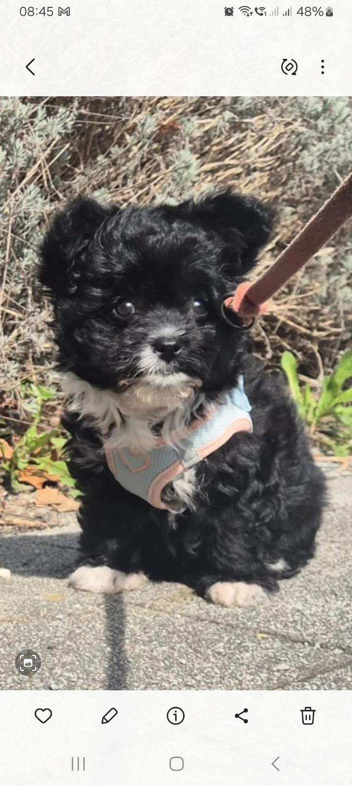 Pudel Chihuahua Mix- Chipoo genannt, weiblich, 10 Wochen, entwurmt