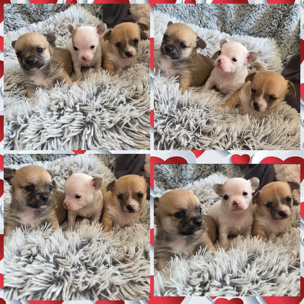 3 Zuckersüße Reinrassige Chihuahua  