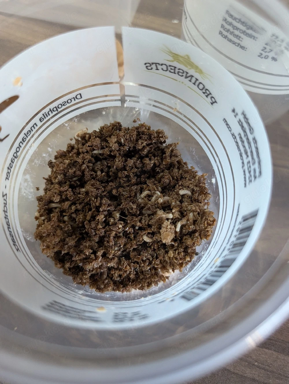 Terfly Zuchtansätze (Stummelfliege)