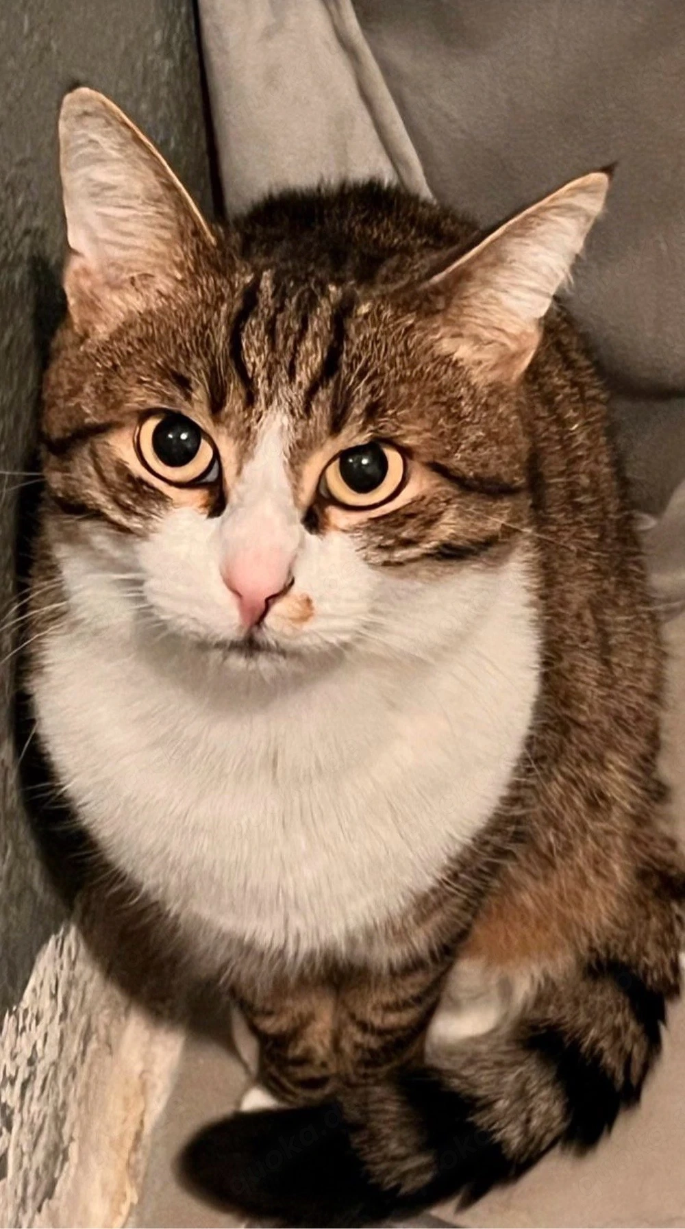 Hauskatze männlich 