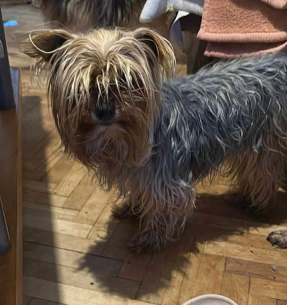 Wuschel, im wahrsten Sinne des Wortes