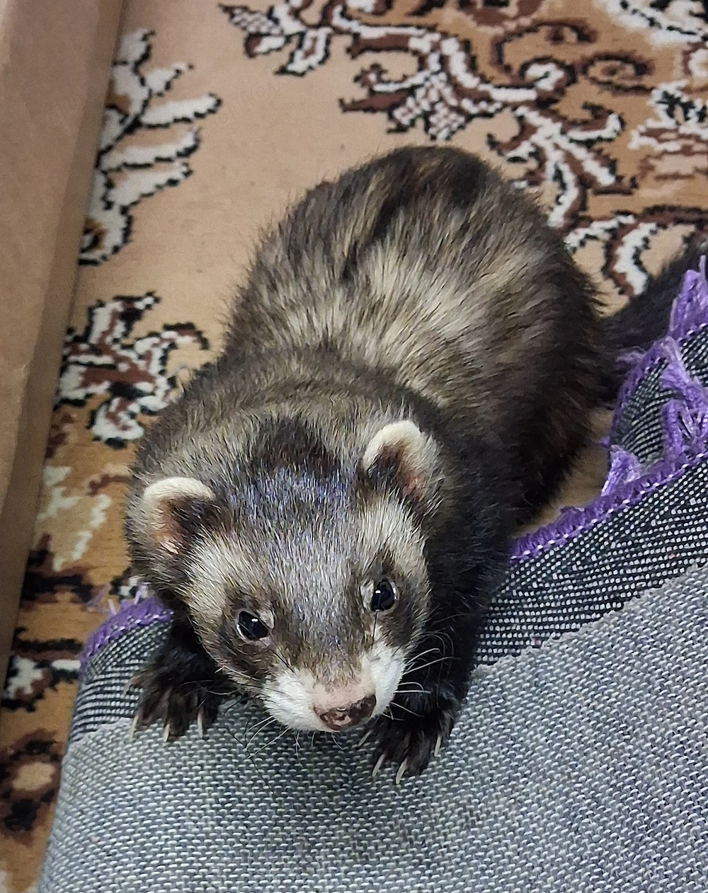 Suche Frettchen Fähe im Raum Aalen