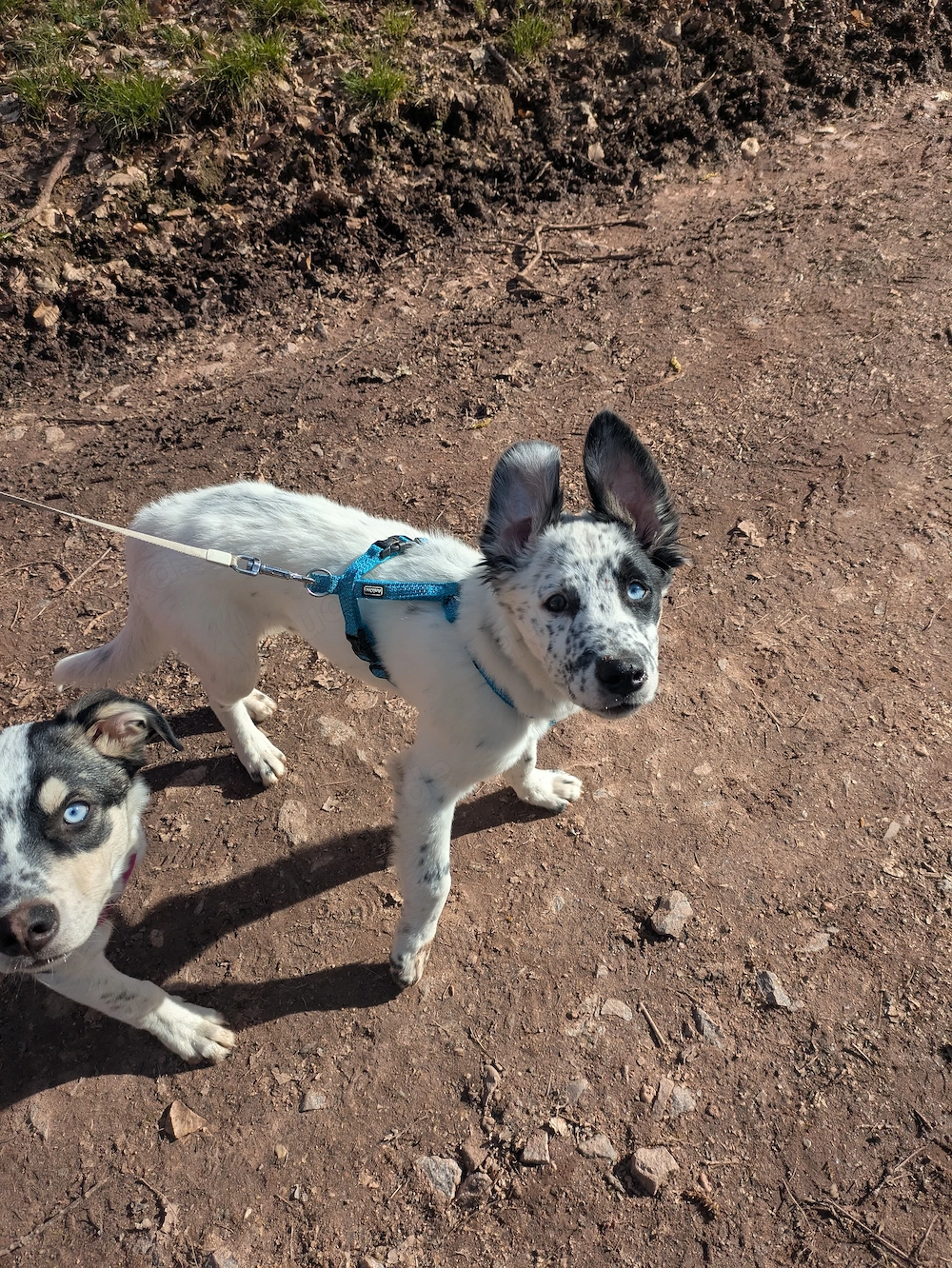 Husky - Border Collie Mix 