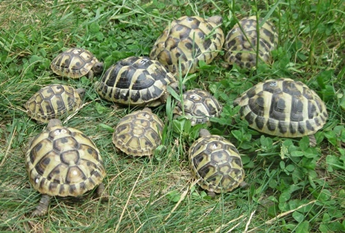 Griechische Landschildkröten NZ 2023 bis 2025, weiblich erbrütet