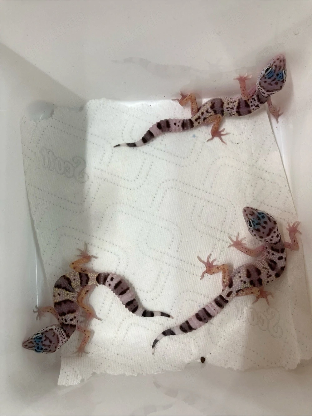 0,3 Leopardgecko