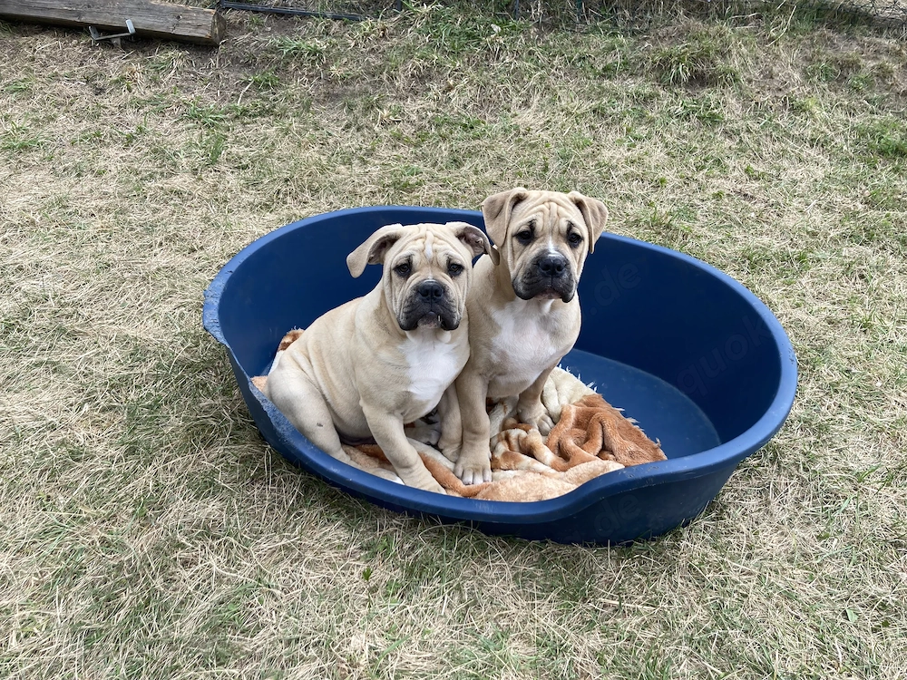Alternative Bulldoge Welpen zum verkaufen