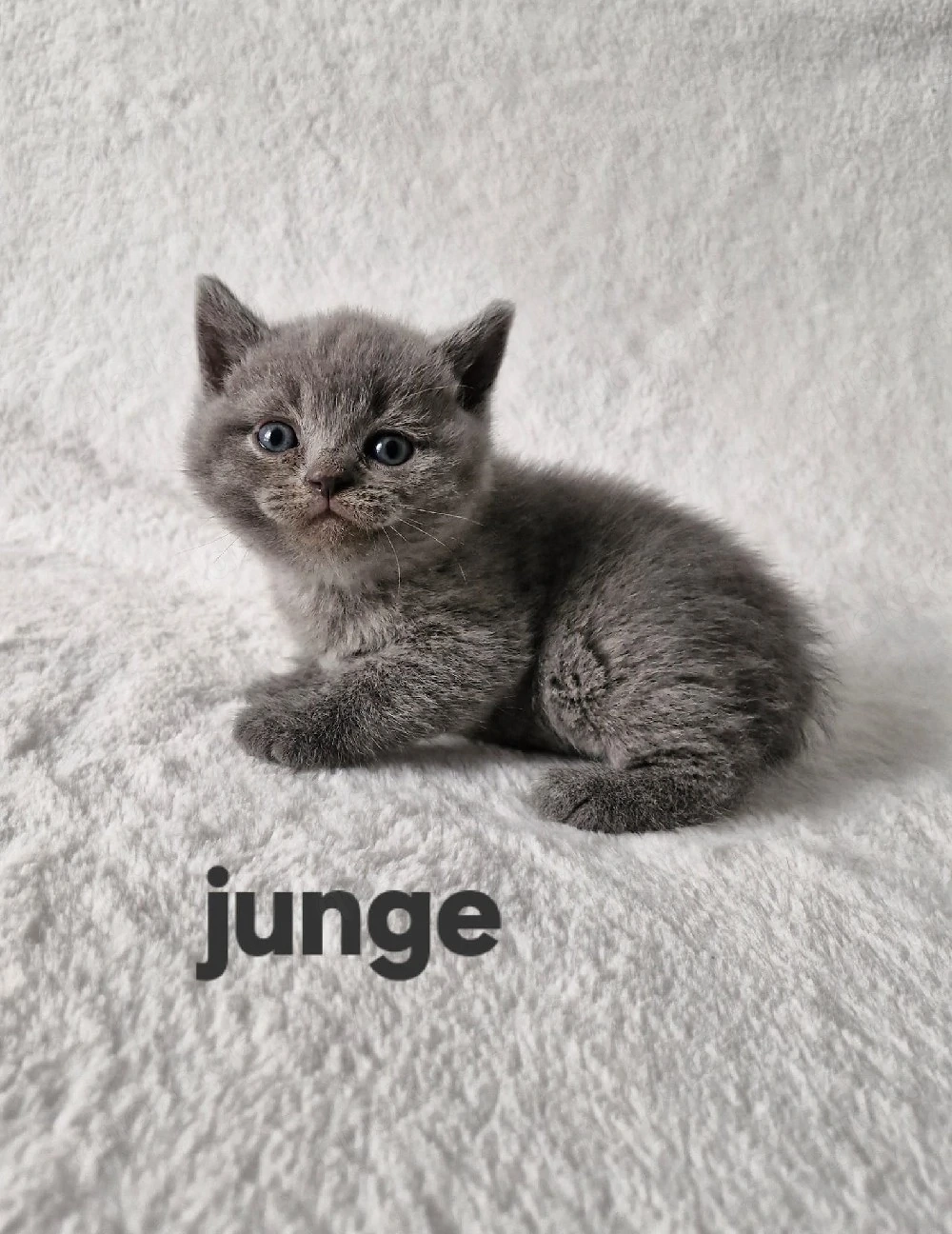 bkh kitten reinrassig 