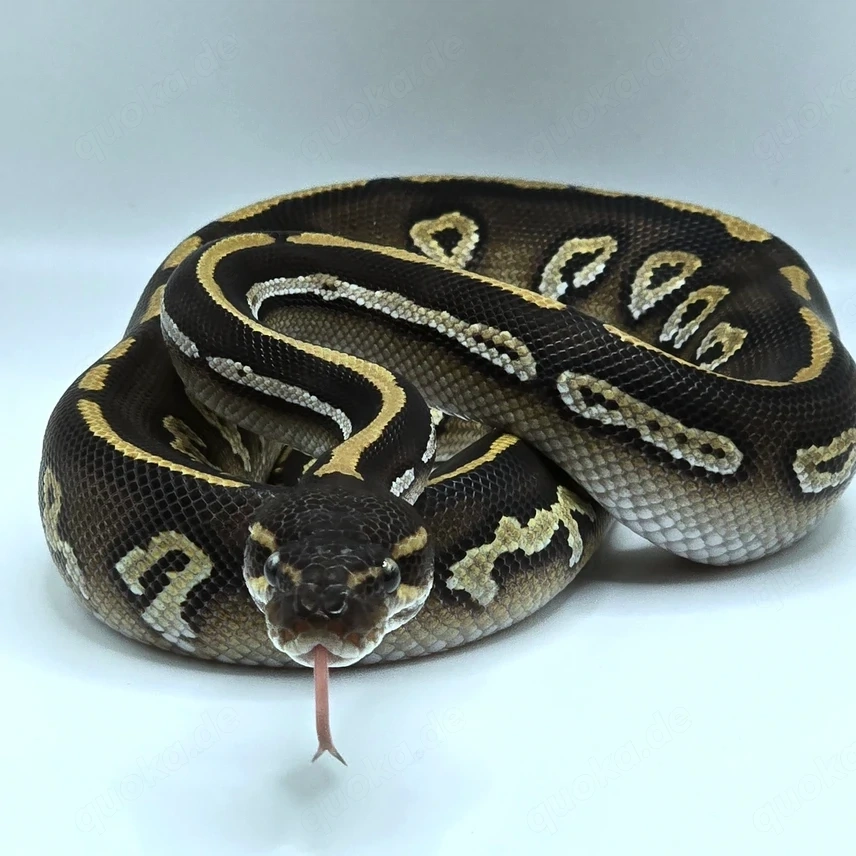1.0 Blackhead Mojave 50% het Monsoon