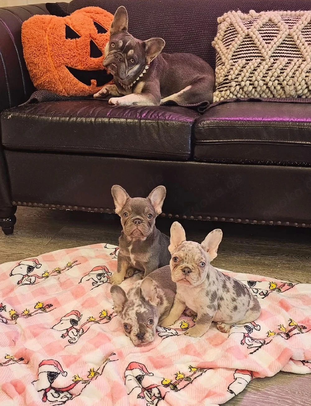 Französische Bulldoggenwelpen