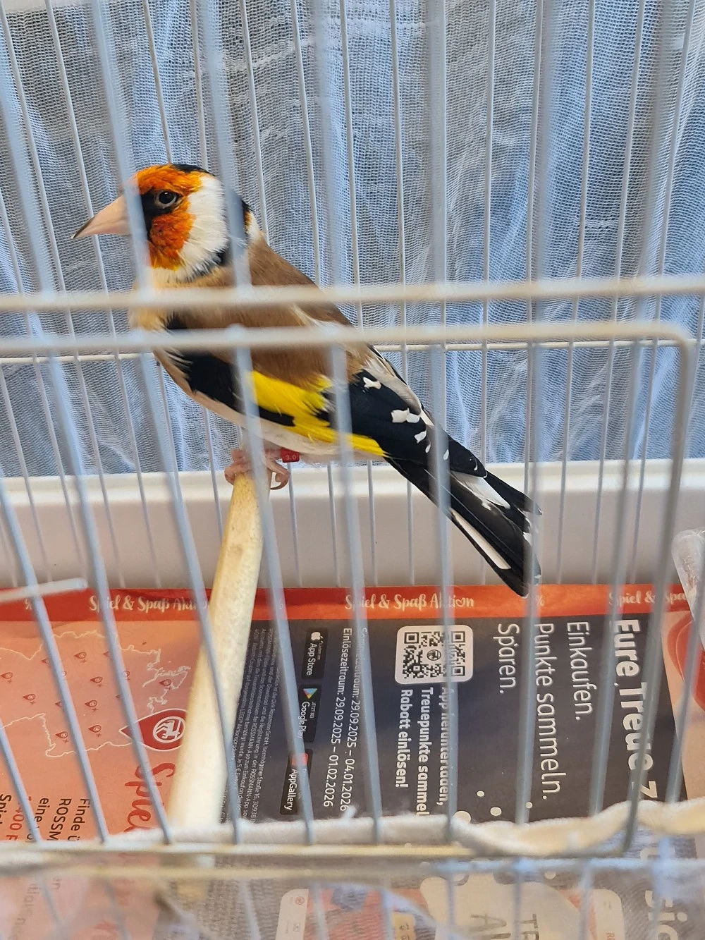 Ich verkaufe Stieglitz Major 