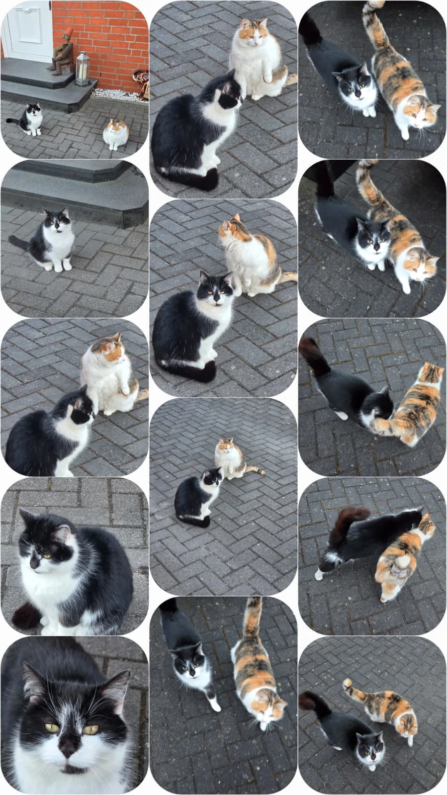 2 unzertrennliche Katzen (Mutter & Tochter) suchen zusammen ein Zuhause - Wittenfoerden Schwerin