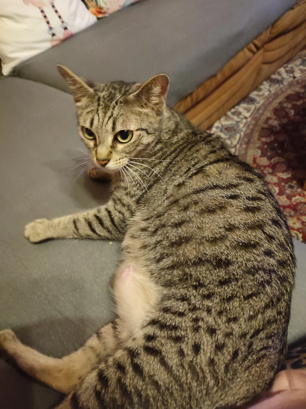 Katze Weibchen 5 Jahre 