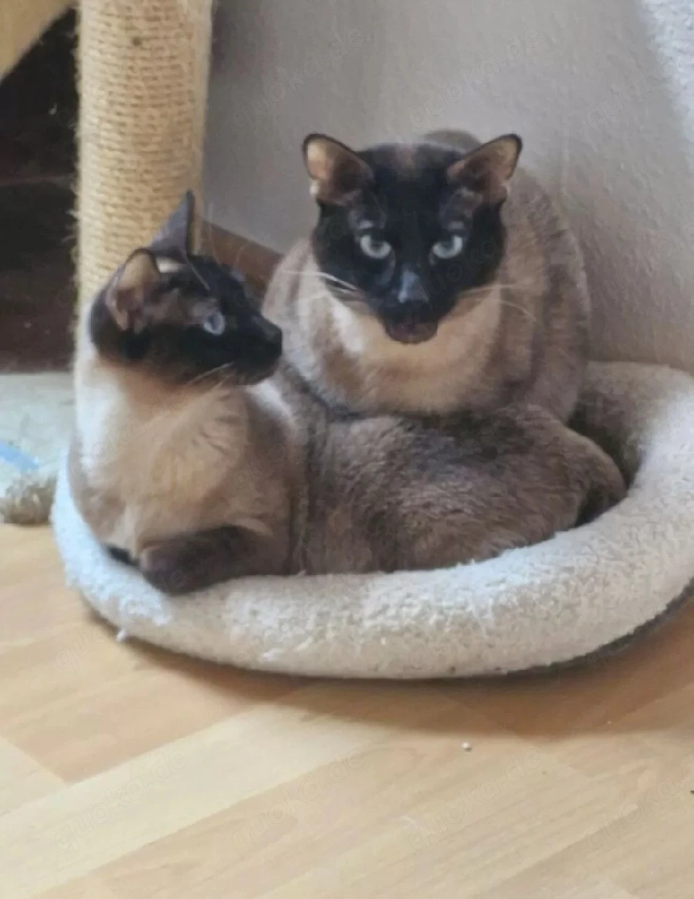 siam deckkater 