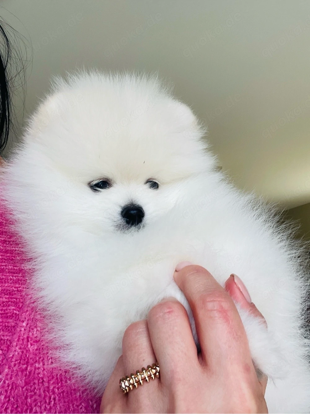 Pomeranien Zwergspitz Welpen
