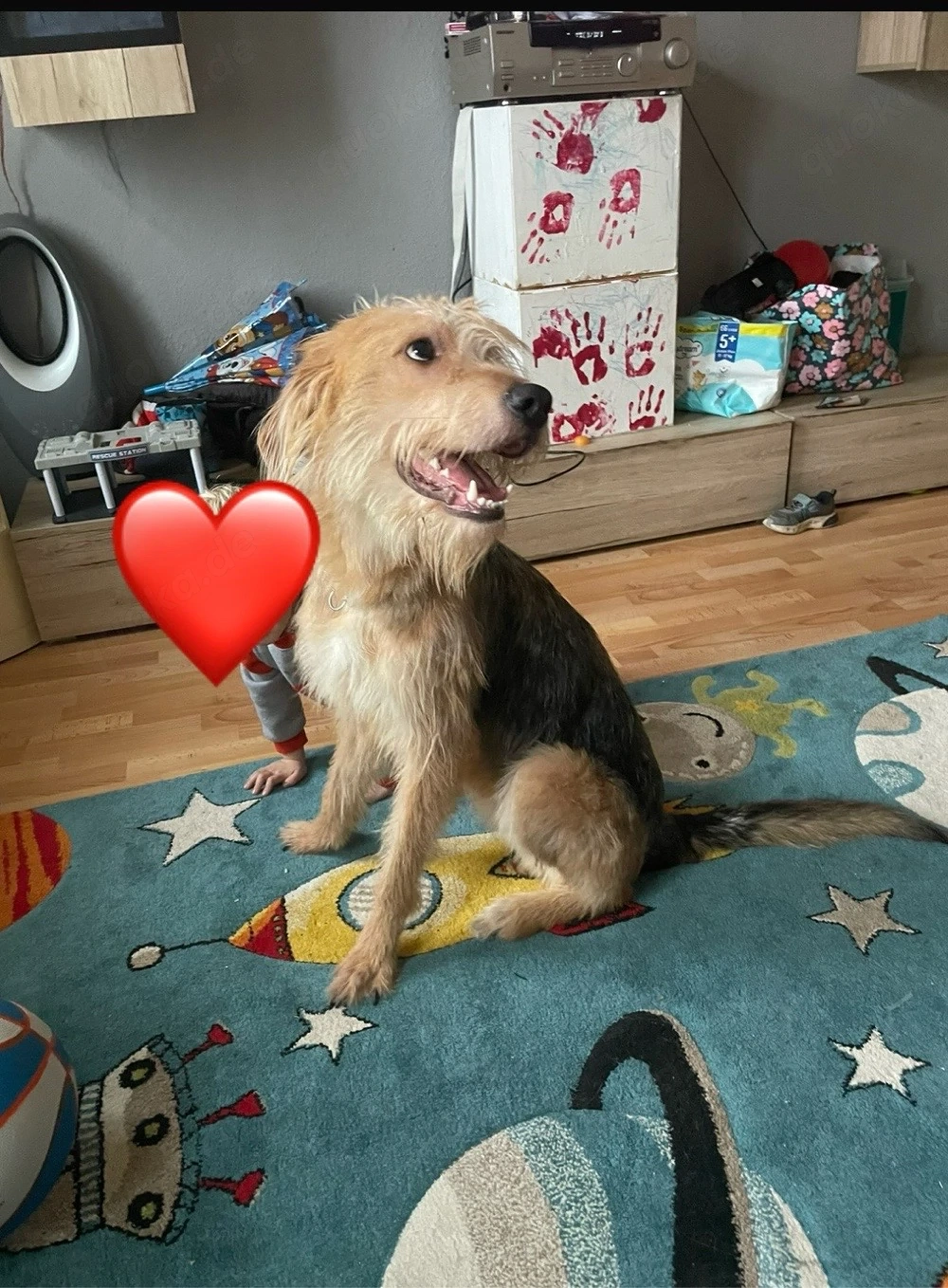 hund sucht zu hause Dringend 