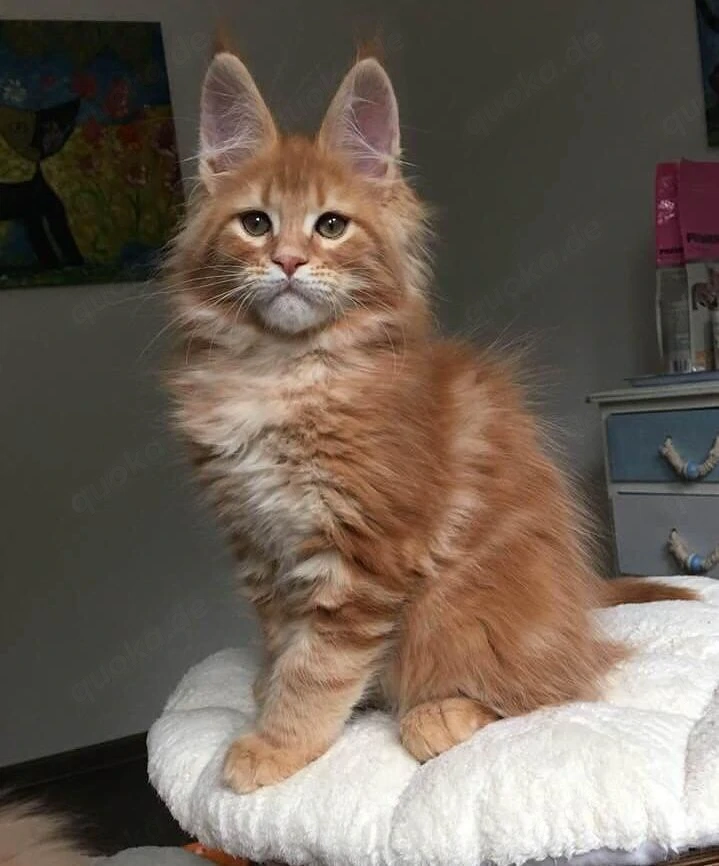 Männliche und weibliche Maine-Coon-Kätzchen