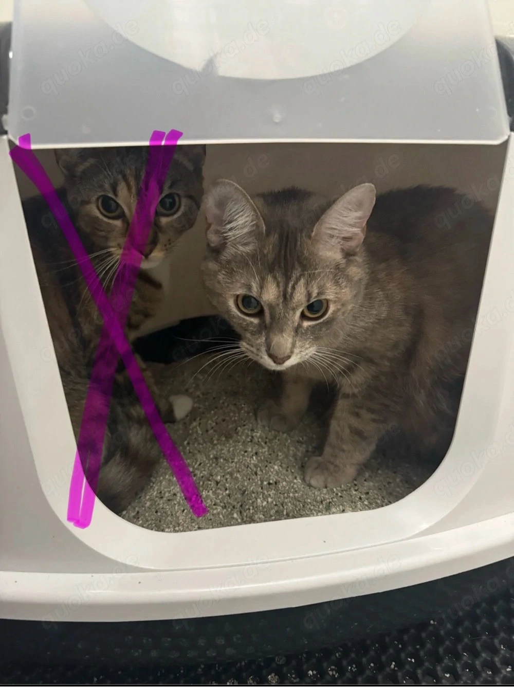 schmußige weibliche katze