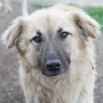 Arlo, geb. ca. 02 2023, lebt in GRIECHENLAND, im städt. Tierheim Serres