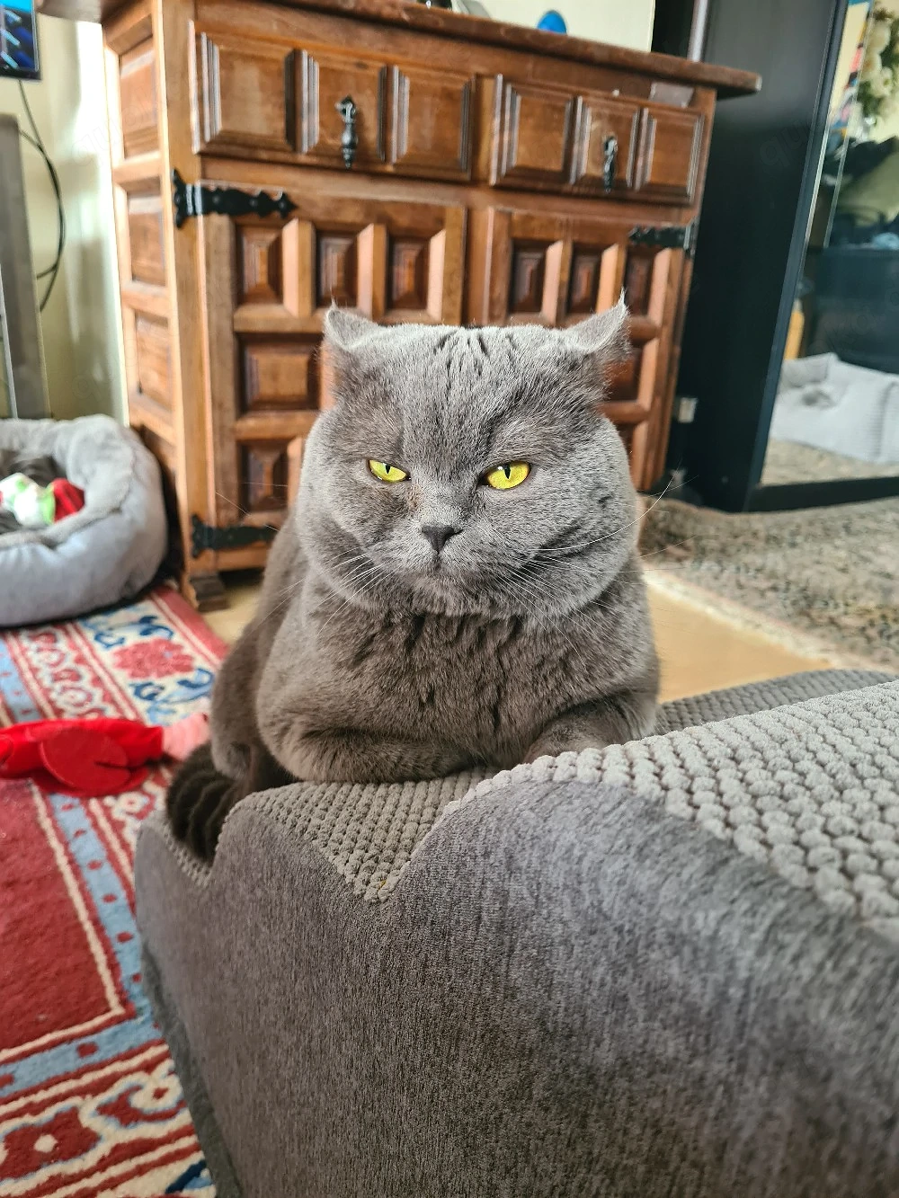 Deckkater  BKH erfahren mit Stammbaum!